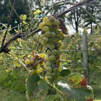 Greenvale Vineyards - Wineries Near Me - Portsmouth, Rhode Island