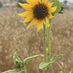 Las Virgenes Canyon