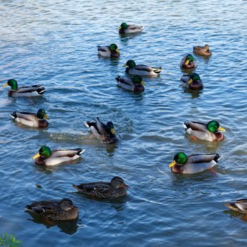 Kimball Hill Park - Parks Near Me - Rolling Meadows, Illinois