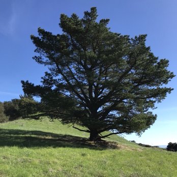 Briones Regional Park - Parks Near Me - Martinez, California Briones Regional Park - Parks Near Me - Martinez, California