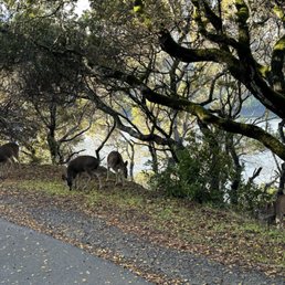 Deer along the trail