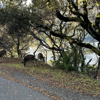 Sawyer Camp Trail - Deer along the trail - Hiking Near Me - San Mateo, California