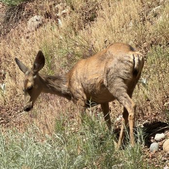 Fairfield by Marriott Inn & Suites Durango - Deer walking past while on patio - Hotels Near Me - Durango, Colorado Fairfield by Marriott Inn & Suites Durango - Deer walking past while on patio - Hotels Near Me - Durango, Colorado
