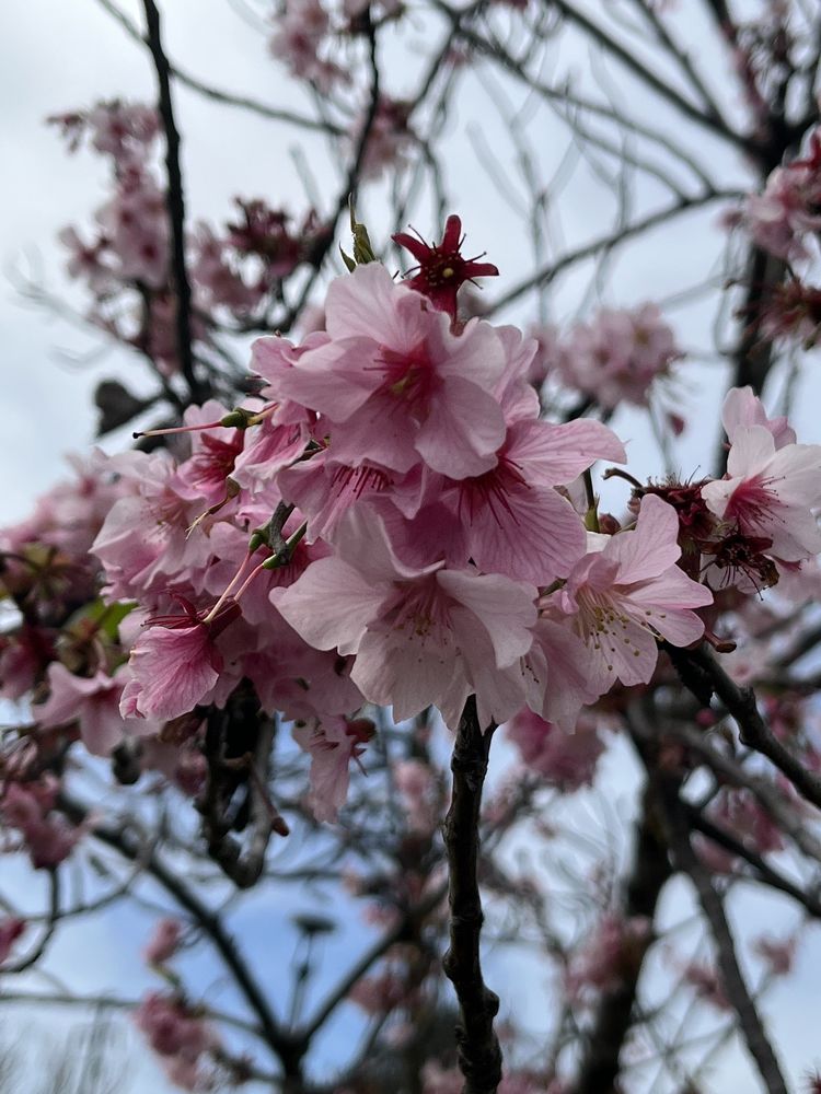 Torrance Cherry Blossom Festival - social services organization in Torrance, CA