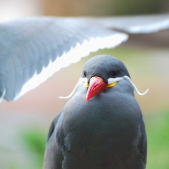 Bronx Zoo - Inca Tern - Zoos Near Me - Bronx, New York Bronx Zoo - Inca Tern - Zoos Near Me - Bronx, New York