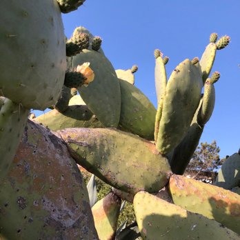 Scripps Institution of Oceanography - Very old cacti in and around the grounds. - 5.18.19 - Colleges & Universities Near Me - La Jolla, California