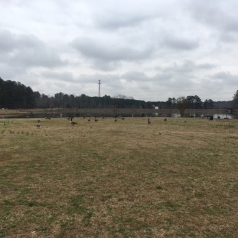 Rhodes Jordan Park - Geese - Parks Near Me - Lawrenceville, Georgia