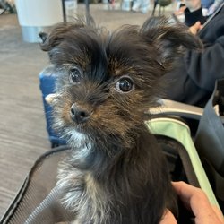 Sweet Happy Puppies - My Morkie that has no Maltese in her whatsoever!