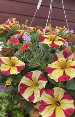 Blooming Junction Garden Center and Farm Market by null