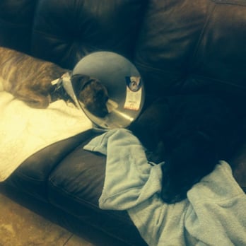 Vergi 24/7 - Veterinarians Near Me - Houston, Texas Vergi 24/7 - Veterinarians Near Me - Houston, Texas