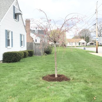 Little Tree Nurseries - Nurseries & Gardening Near Me - Seekonk, Massachusetts