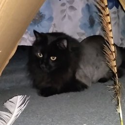 Alicia'S Cat Grooming: Pamper Your Feline Friend