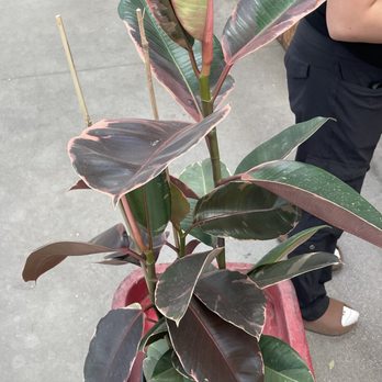 Star Nursery - Rubber Plant - Nurseries & Gardening Near Me - Las Vegas, Nevada Star Nursery - Rubber Plant - Nurseries & Gardening Near Me - Las Vegas, Nevada