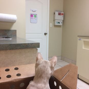 Williamsburg Veterinary Clinic - Nacho watching the exam room door ... Dr. Hayes let him stay in the box the whole time. - Veterinarians Near Me - Orlando, Florida Williamsburg Veterinary Clinic - Nacho watching the exam room door ... Dr. Hayes let him stay in the box the whole time. - Veterinarians Near Me - Orlando, Florida