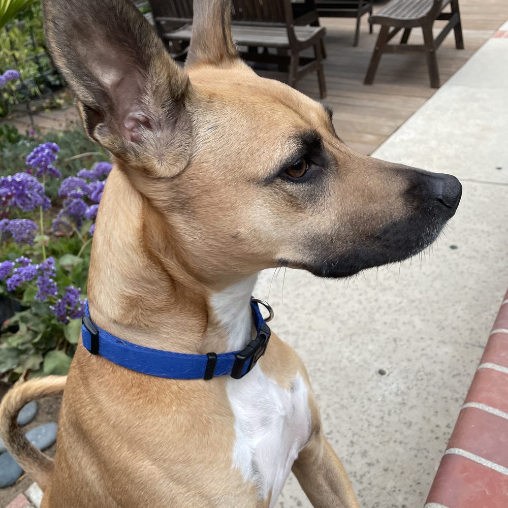 CANIS - Behavior and Training - Pet Training Near Me - Tarzana, California