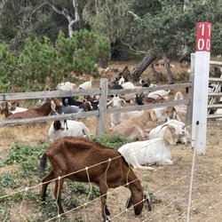 Goats R Us - A herd of goats laying down after clearing an area of brush