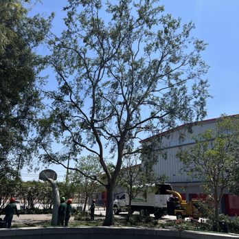 VIP Tree Trimming Services - Tree Trimming After 2 - Tree Services Near Me VIP Tree Trimming Services - Tree Trimming After 2 - Tree Services Near Me