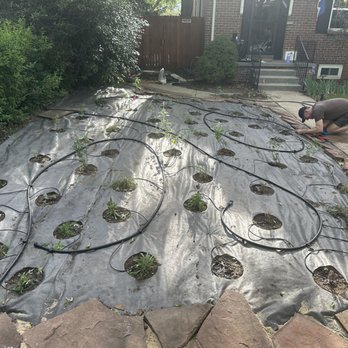 Resource Central - Planting the plants with a drip system (would recommend not using fabric - we are going to remove it now so the plants can spread more) - A person is working on installing drip irrigation hoses in a garden bed with small plants, covered with black plastic mulch. - Building Supplies Near Me - Boulder, Colorado
