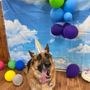 Photo of Camp Bow Wow Grand Rapids Airport
