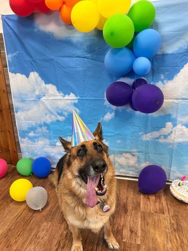 Camp Bow Wow Grand Rapids Airport - pet boarding facility in Kentwood, MI