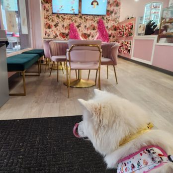 TOMO Tea House - Dog friendly spot! - Bubble Tea Near Me - University Place, Washington TOMO Tea House - Dog friendly spot! - Bubble Tea Near Me - University Place, Washington