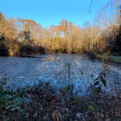 River Park - November 2024 pond view, algae?