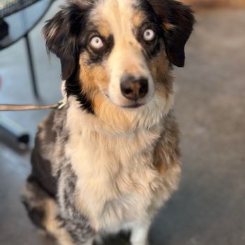 Postino Peoria - A wonderful dog we met on Patio - Wine Bars Near Me - Peoria, Arizona Postino Peoria - A wonderful dog we met on Patio - Wine Bars Near Me - Peoria, Arizona