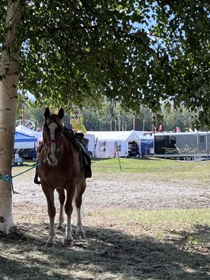 Tanana Valley State Fair Association by null