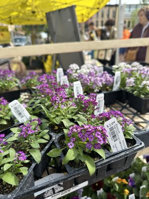 Dane County Farmers' Market by null