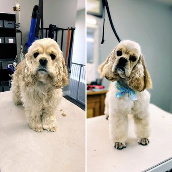 Doggy Dreams Grooming - Pet Groomers Near Me - Monmouth, Oregon Doggy Dreams Grooming - Pet Groomers Near Me - Monmouth, Oregon