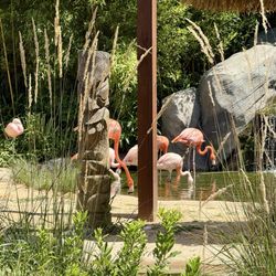 Essex County Turtle Back Zoo - American Flamingo