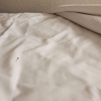 Great Wolf Lodge - Some kind of leaf/dirt debris in my bed when I pulled back the blanket - Resorts Near Me - Concord, North Carolina