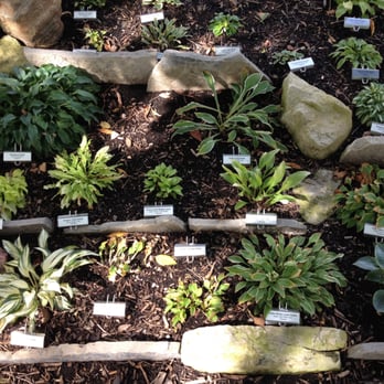 Simpson Garden Community Center - Incredible collection of Hostas. Sept. 2015. - Parks Near Me - Bowling Green, Ohio Simpson Garden Community Center - Incredible collection of Hostas. Sept. 2015. - Parks Near Me - Bowling Green, Ohio