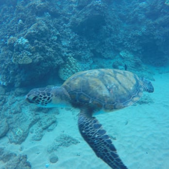 Sammy Scuba Diving - We had to move out of this big guy's way! At Black Rock. - Scuba Diving Near Me - Lahaina, Hawaii Sammy Scuba Diving - We had to move out of this big guy's way! At Black Rock. - Scuba Diving Near Me - Lahaina, Hawaii