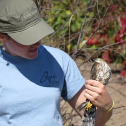 Hawk Ridge - Hawk Release Education