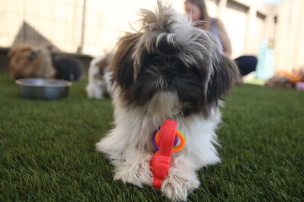 PUPPIES AND REPTILES FOR PARTIES - Updated June 2024 - 150 Photos & 133