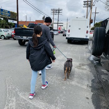 Wags & Walks - Darling was such a sweet pup and enjoyed her quick trip on the block - Animal Shelters Near Me - Los Angeles, California Wags & Walks - Darling was such a sweet pup and enjoyed her quick trip on the block - Animal Shelters Near Me - Los Angeles, California