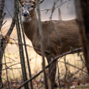 Palmer Park - Deer - Parks Near Me - Detroit, Michigan Palmer Park - Deer - Parks Near Me - Detroit, Michigan