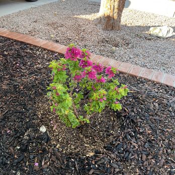 Moon Valley Nurseries - New Bushes - Nurseries & Gardening Near Me - Mesa, Arizona Moon Valley Nurseries - New Bushes - Nurseries & Gardening Near Me - Mesa, Arizona