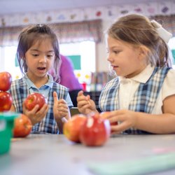St Nicholas Catholic School - What are the properties of apples?