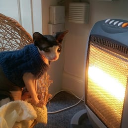 Elodie (a Sphynx) Elodie (a Sphynx)