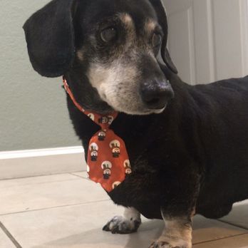 Canal Veterinary Hospital - Tanner - Veterinarians Near Me - Turlock, California
