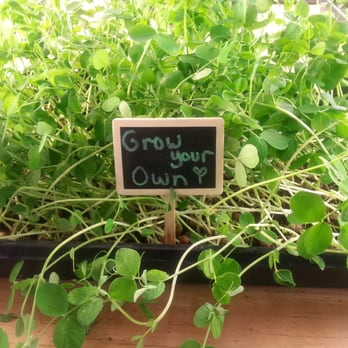 Great Northern Microgreens - Farmers Market Near Me - Las Vegas, Nevada Great Northern Microgreens - Farmers Market Near Me - Las Vegas, Nevada