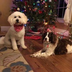DogLogic Training