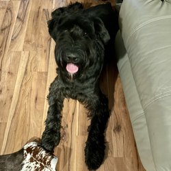 Dog Gone Good Dog Training