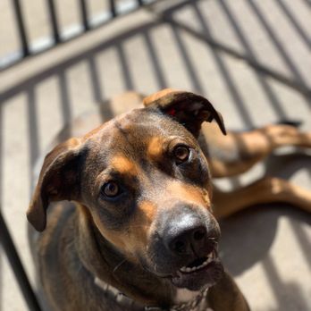 Pawfection Dog Training - Pet Training Near Me Pawfection Dog Training - Pet Training Near Me