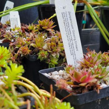 Cistus Nursery - Nurseries & Gardening Near Me - Portland, Oregon