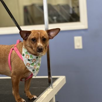 Calis Pet Grooming - Pet Groomers Near Me - Los Angeles, California Calis Pet Grooming - Pet Groomers Near Me - Los Angeles, California