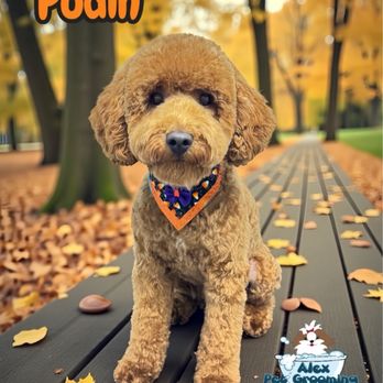 Alex Pet Grooming - Pet Groomers Near Me - Davenport, Florida