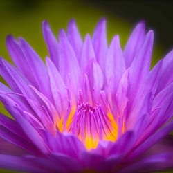 Blue Lotus Water Garden - Tropical water lily
